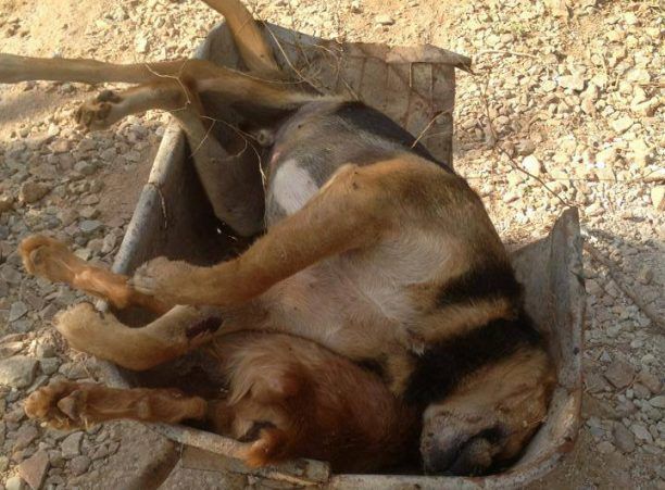 Ανυπολόγιστη η ζημιά από τη δυσφήμιση εξαιτίας της εξόντωσης σκυλιών στην Κάινα Χανίων (βίντεο)